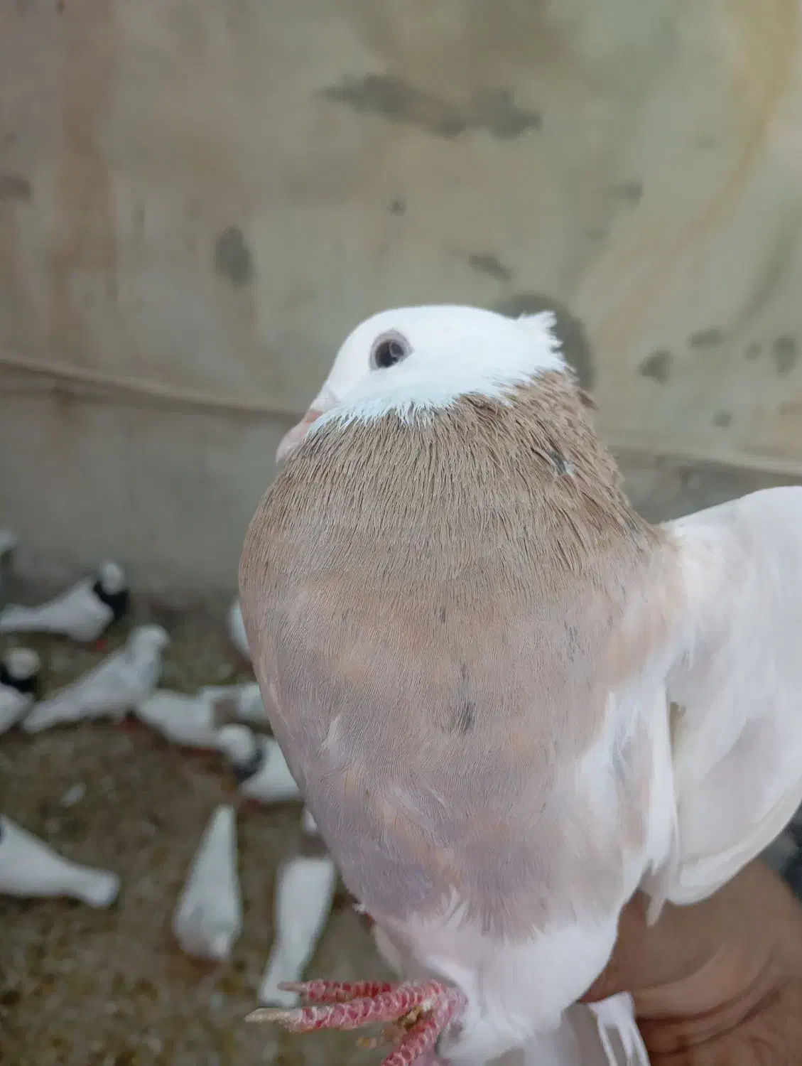 طوق زرد|پرنده|دره شهر, |دیوار