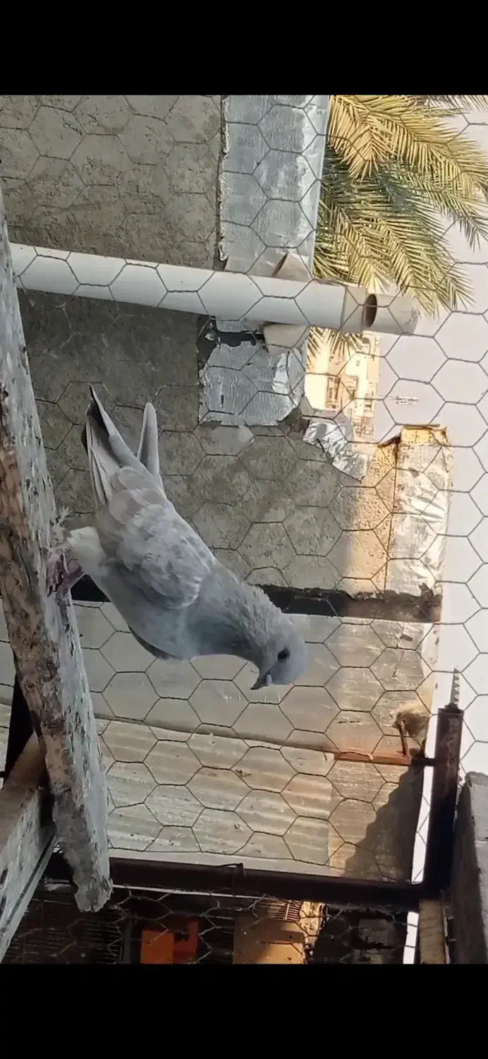 کبوتر پاکستانی|پرنده|بندر گناوه, |دیوار