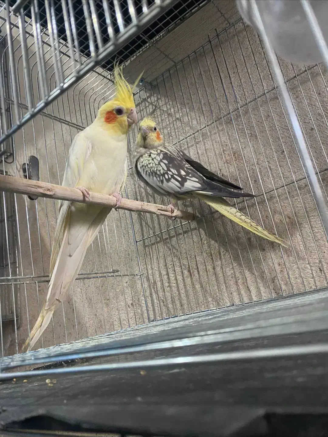 عروس هلندی جوجه،بالغ،مولد|پرنده|کوچصفهان, |دیوار