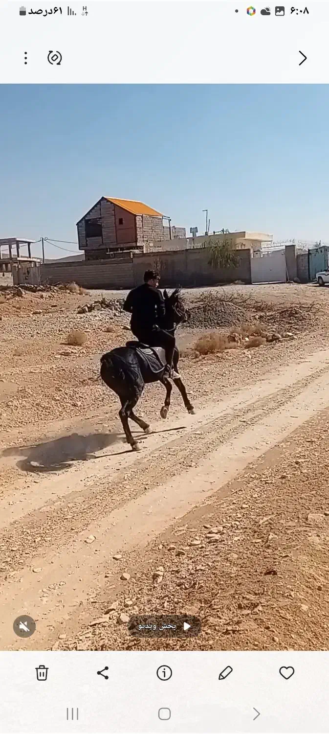 با سلام یک راس اسب نریان نژاد کرد|اسب و تجهیزات اسبسواری|ماهان, |دیوار