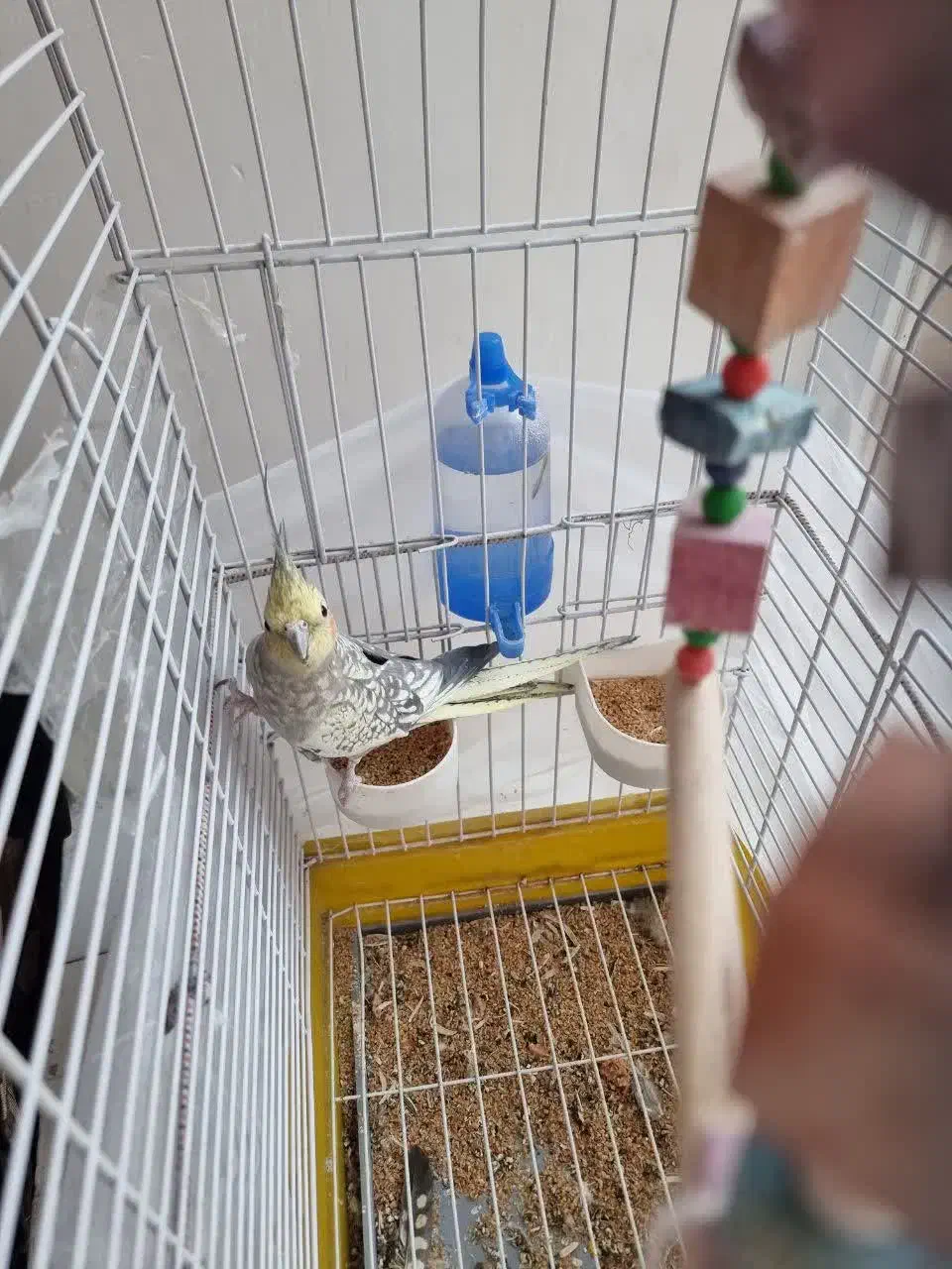 یک جفت عروس هلندی|پرنده|گلپایگان, |دیوار