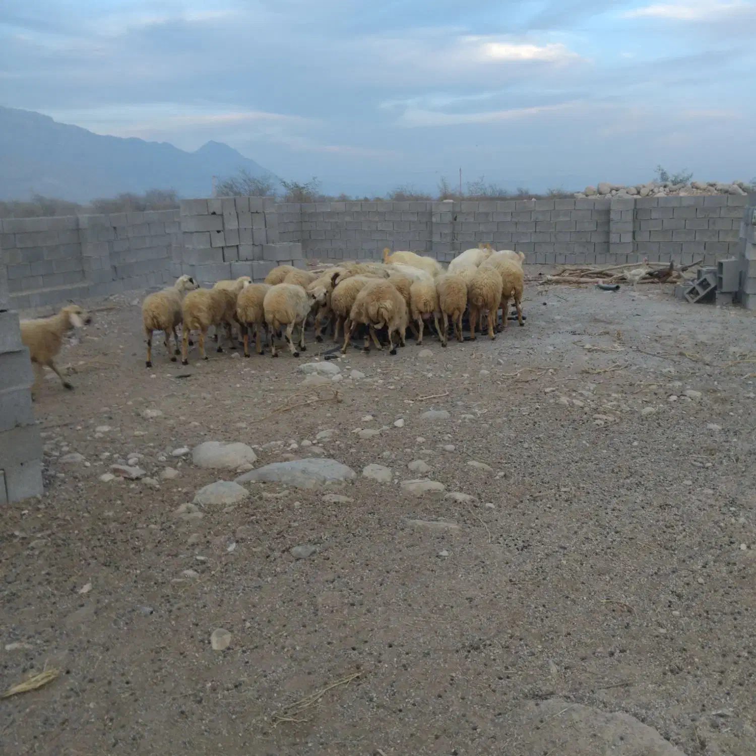 میش با بره|حیوانات مزرعه|تخت, |دیوار