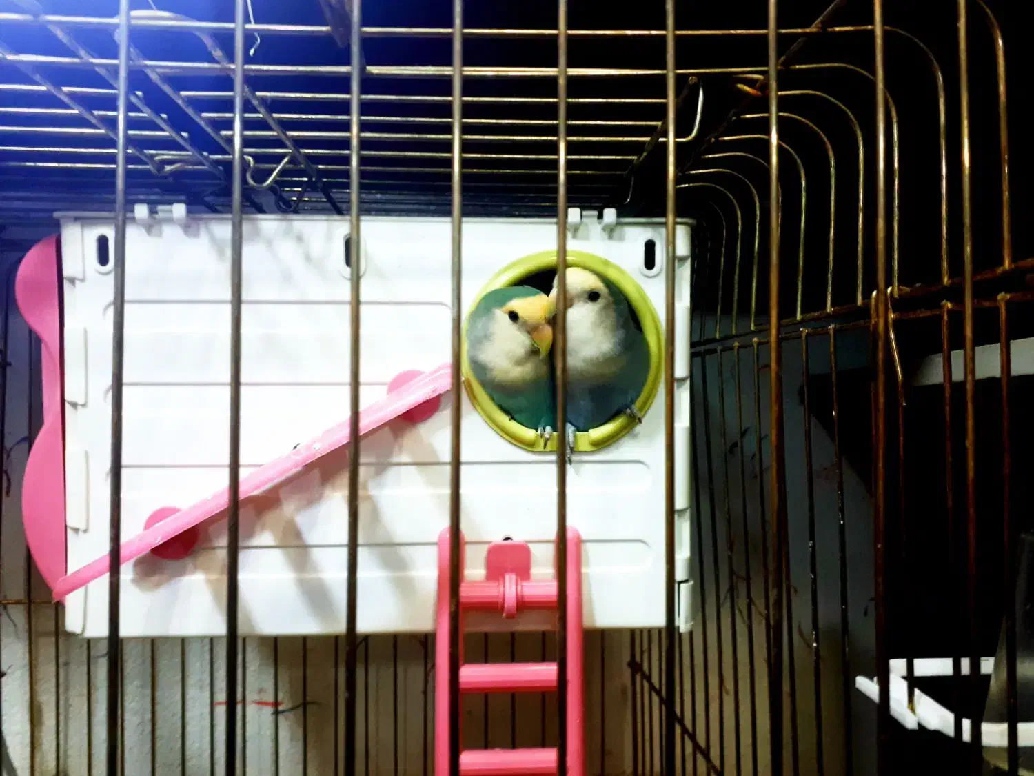 یک جفت کوتوله برزیلی بسیار زیبا و خواستنی|پرنده|مشهد, کوشش|دیوار