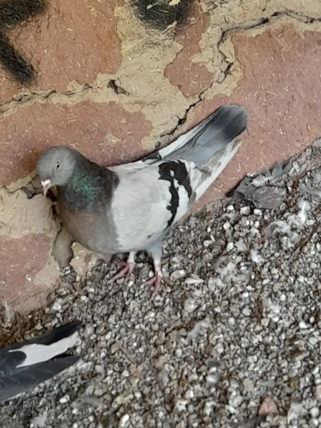 ماده|پرنده|برخوار, |دیوار