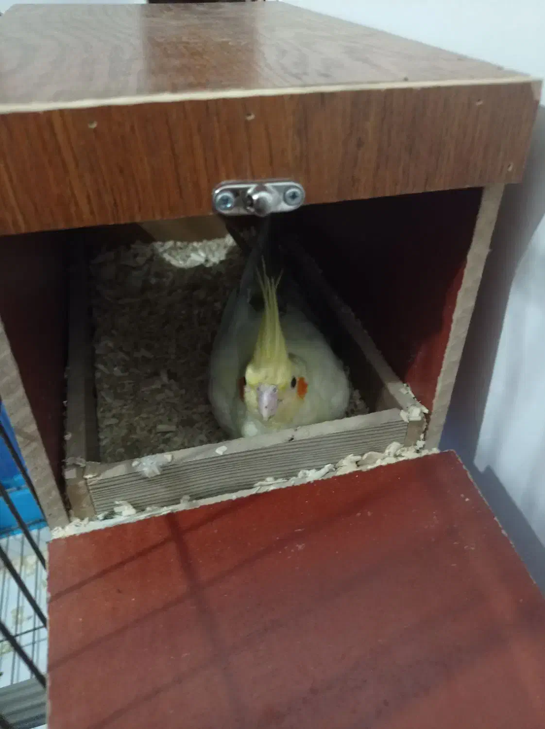 یک جفت عروس هلندی مولد لوتینوسالم سرحال|پرنده|بهارستان, |دیوار