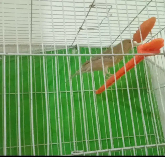 قناری شتری  ماده اماده اماده|پرنده|مشهد, کشف|دیوار