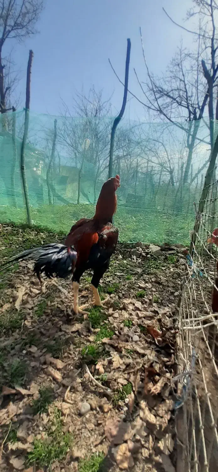 خروس لاری|حیوانات مزرعه|رشت, دروازه لاکان|دیوار