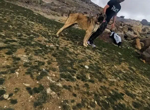 سگ سراب|سگ|سردرود, |دیوار