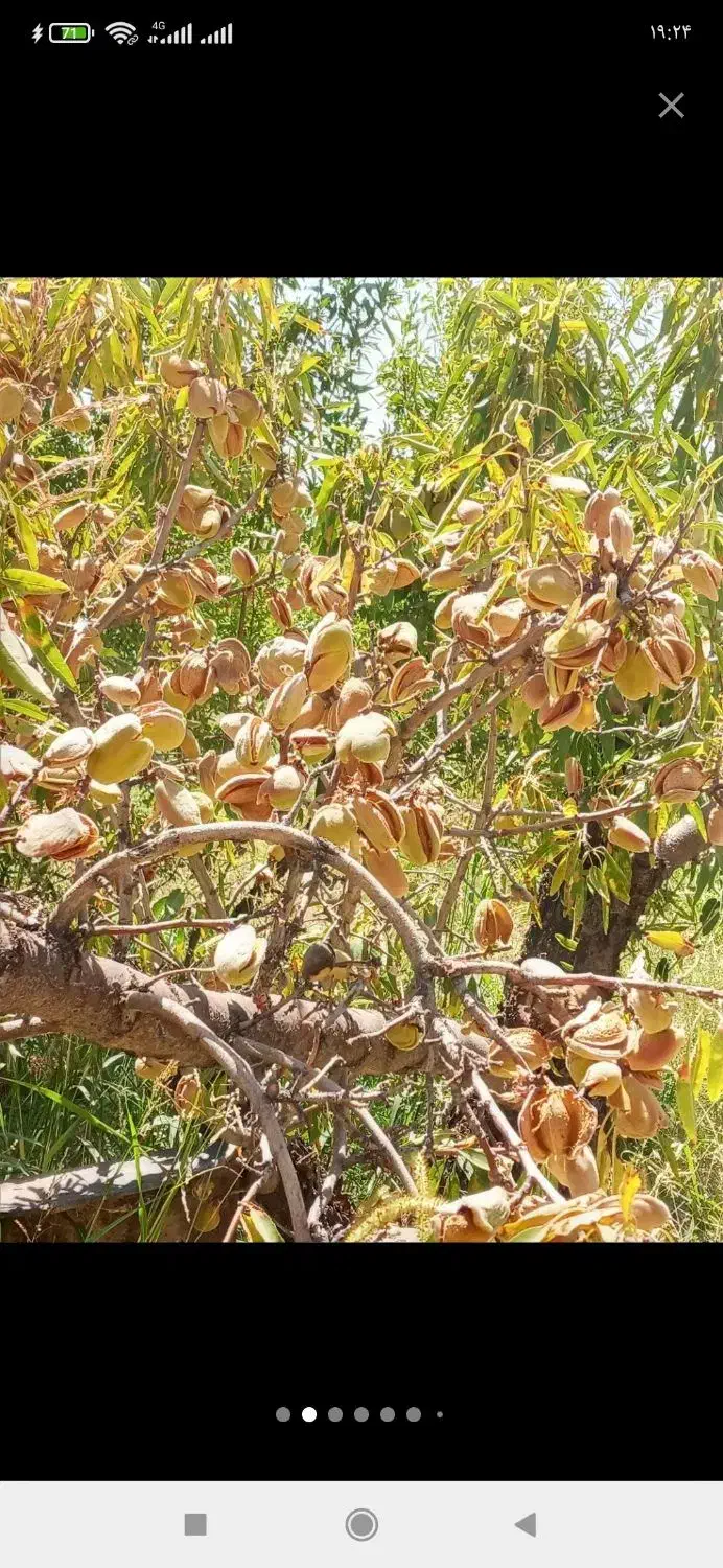 خریدارانواع بادام مامای ،ربیعی،شاهرودی|خدمات باغبانی و درختکاری|زاینده رود, |دیوار