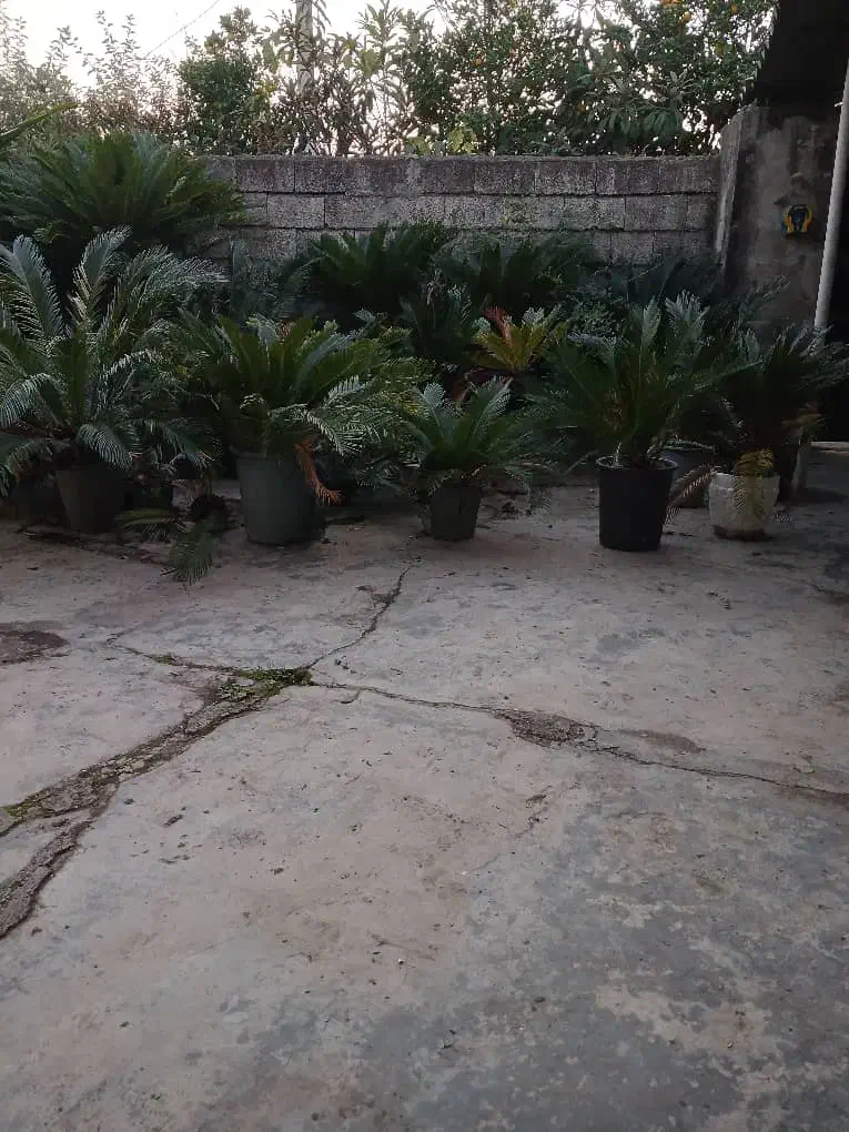 فروش فوری تعدادی سیکاس|گل و گیاه طبیعی|عباسآباد, |دیوار