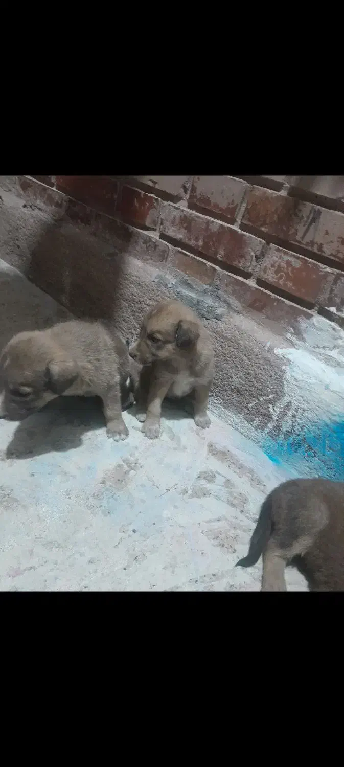 واگذاری تو سگ|سگ|داراب, |دیوار