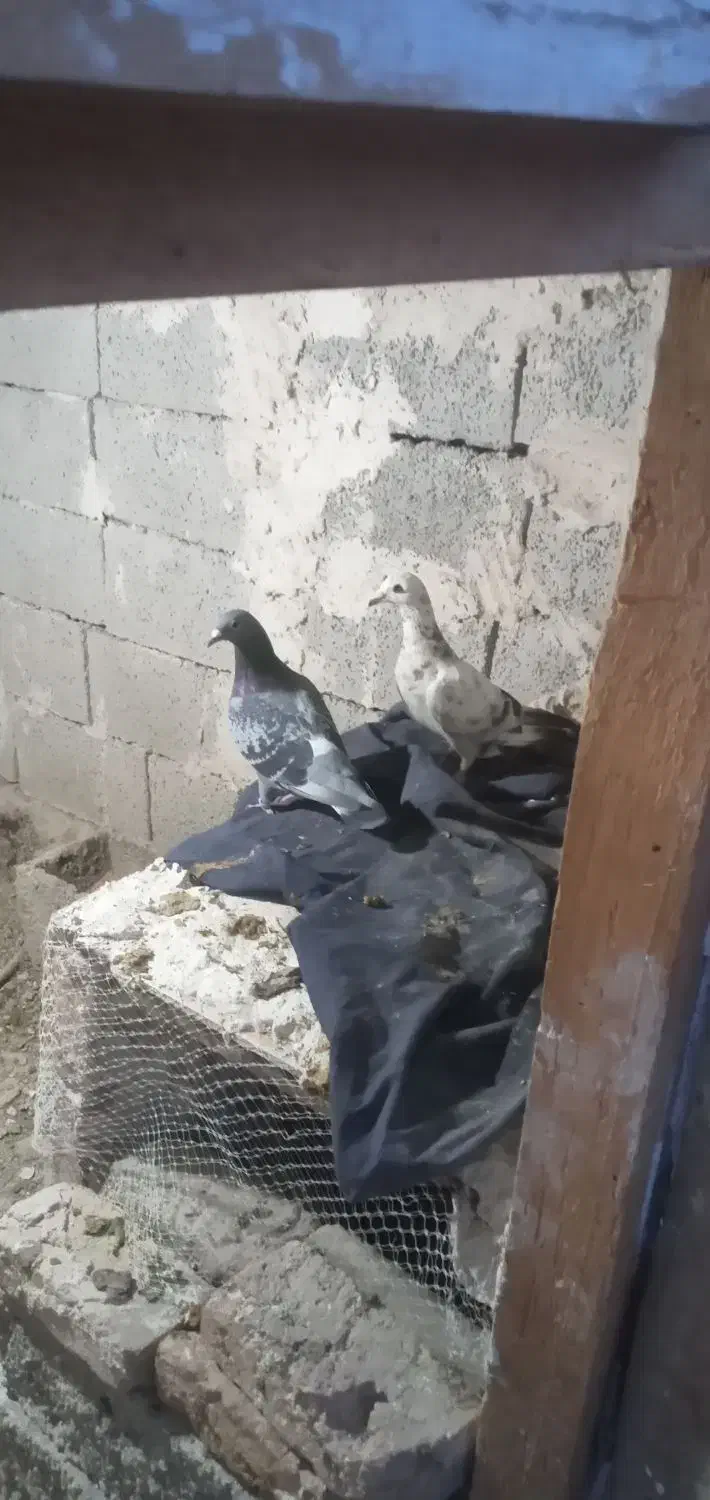 دوبرمسافتی|پرنده|مشگین شهر, |دیوار