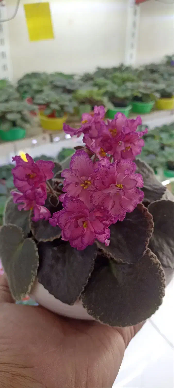 فروش بنفشه آفریقایی عمده و خرده 70ت|گل و گیاه طبیعی|مشگین شهر, |دیوار