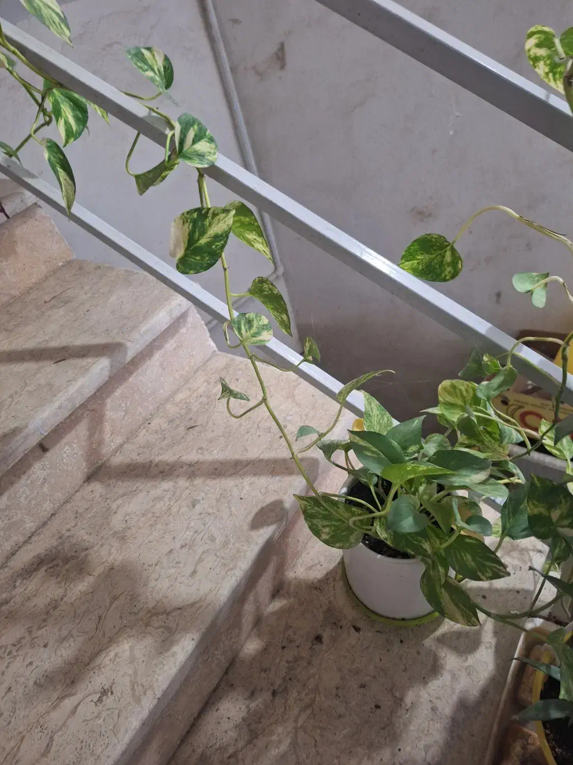 ۳ عدد گل با گلدون سفالی نو نو|گل و گیاه طبیعی|گرگان, |دیوار