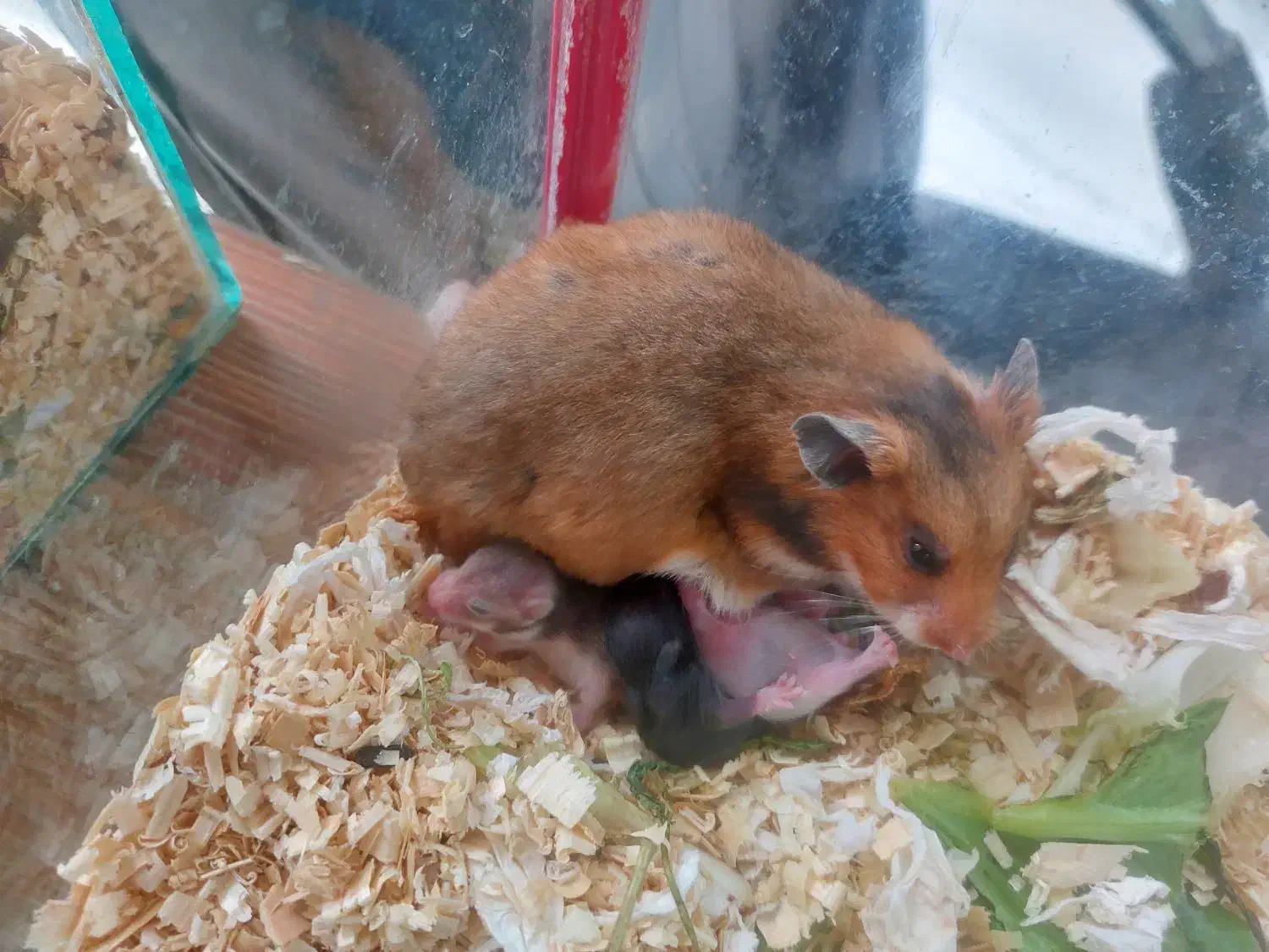 همستر بهترین رنگ ۳۰ دونه|موش و خرگوش|مشهد, بهاران|دیوار