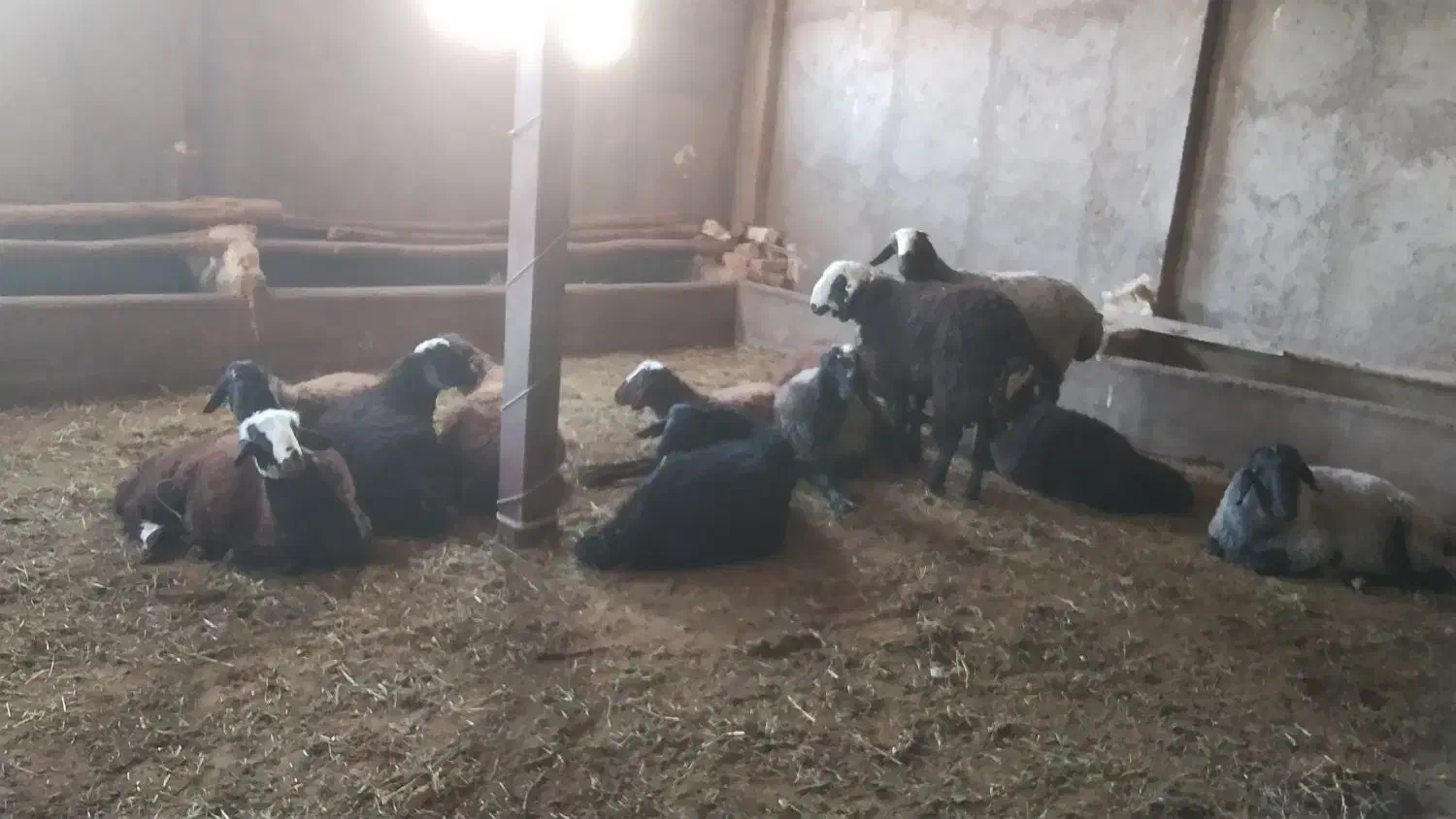 بره نر چاق|حیوانات مزرعه|دشتابی, |دیوار