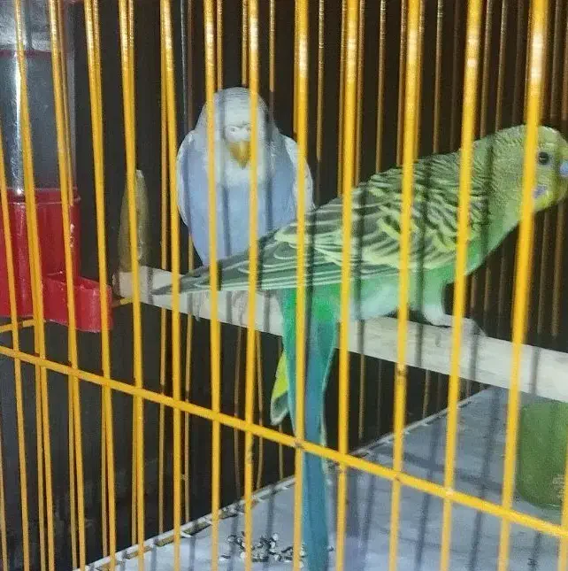 2 عدد مرغ عشق|پرنده|بندر دیر, |دیوار