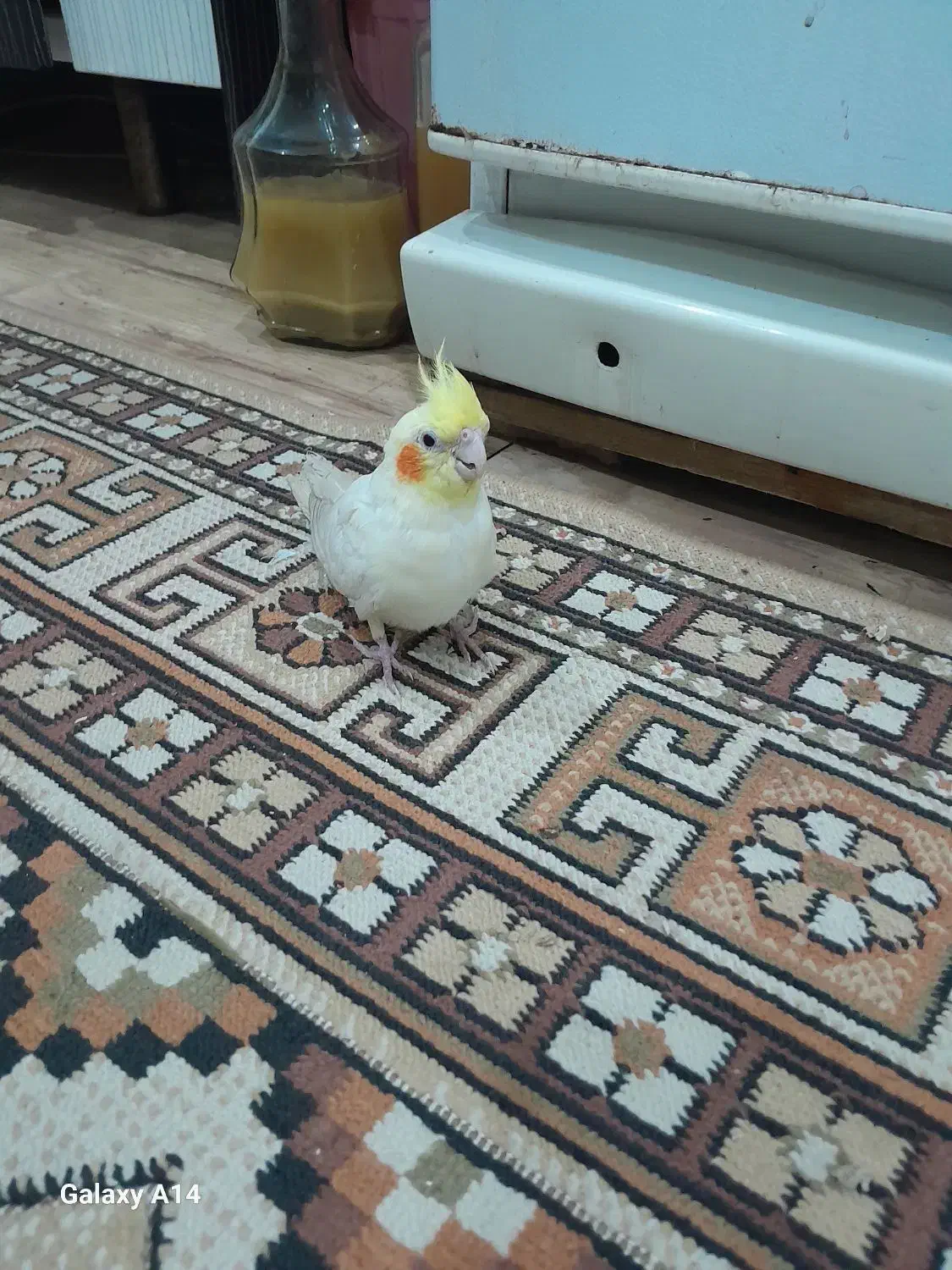 عروس هلندی|پرنده|کرج, شهرک شهرداری|دیوار