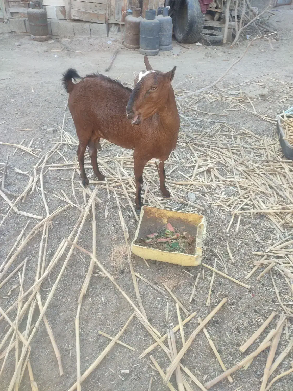 بربری دو ماه آبستن|حیوانات مزرعه|چابهار, |دیوار