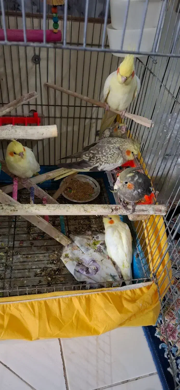 عروس هلندی|پرنده|اندیشه, اندیشه فاز ۵|دیوار