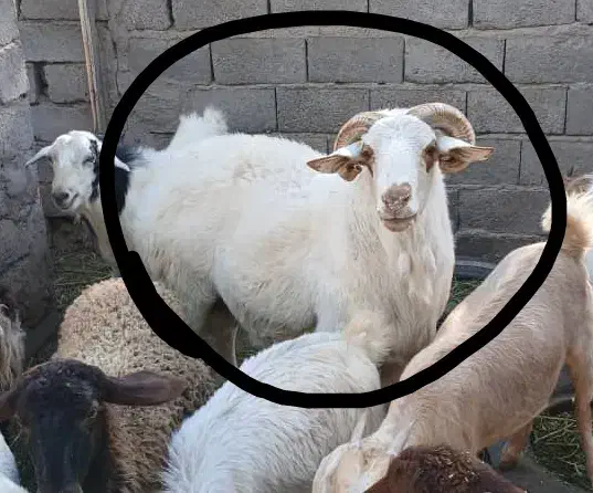 یک عدد قوچ فروشی|حیوانات مزرعه|نرماشیر, |دیوار