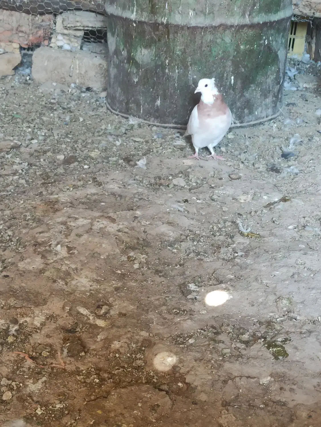 پرنده کفتر|پرنده|صدرا-فارس, فاز ۱|دیوار