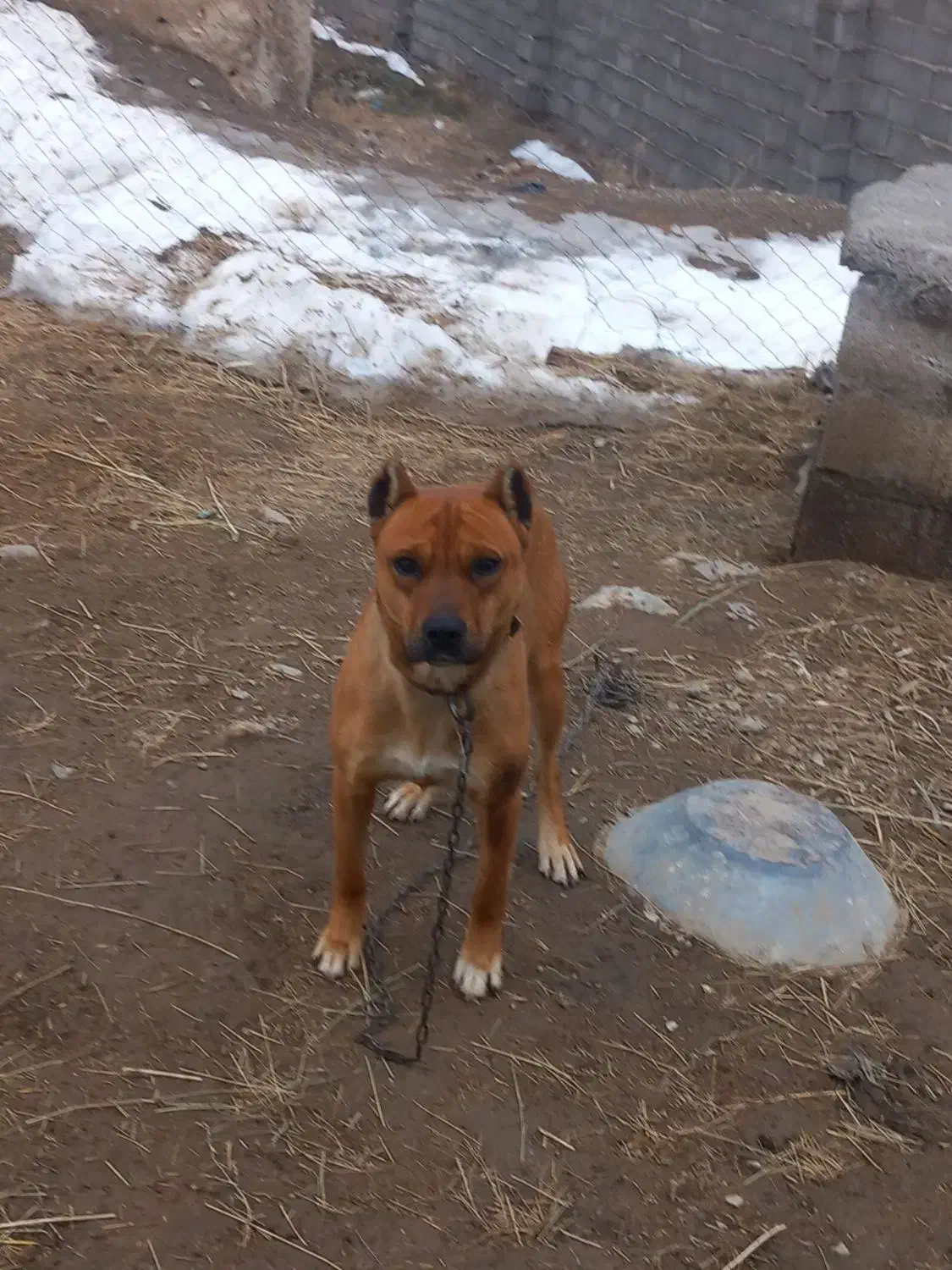 سگ بیتبول|سگ|ایجرود, |دیوار