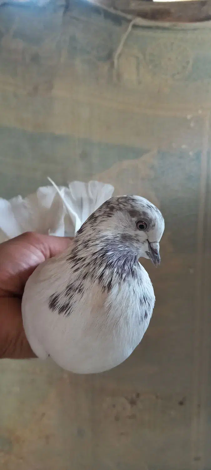 کفتر تهرانی نر و ماده کله ای پرشی|پرنده|برخوار, |دیوار