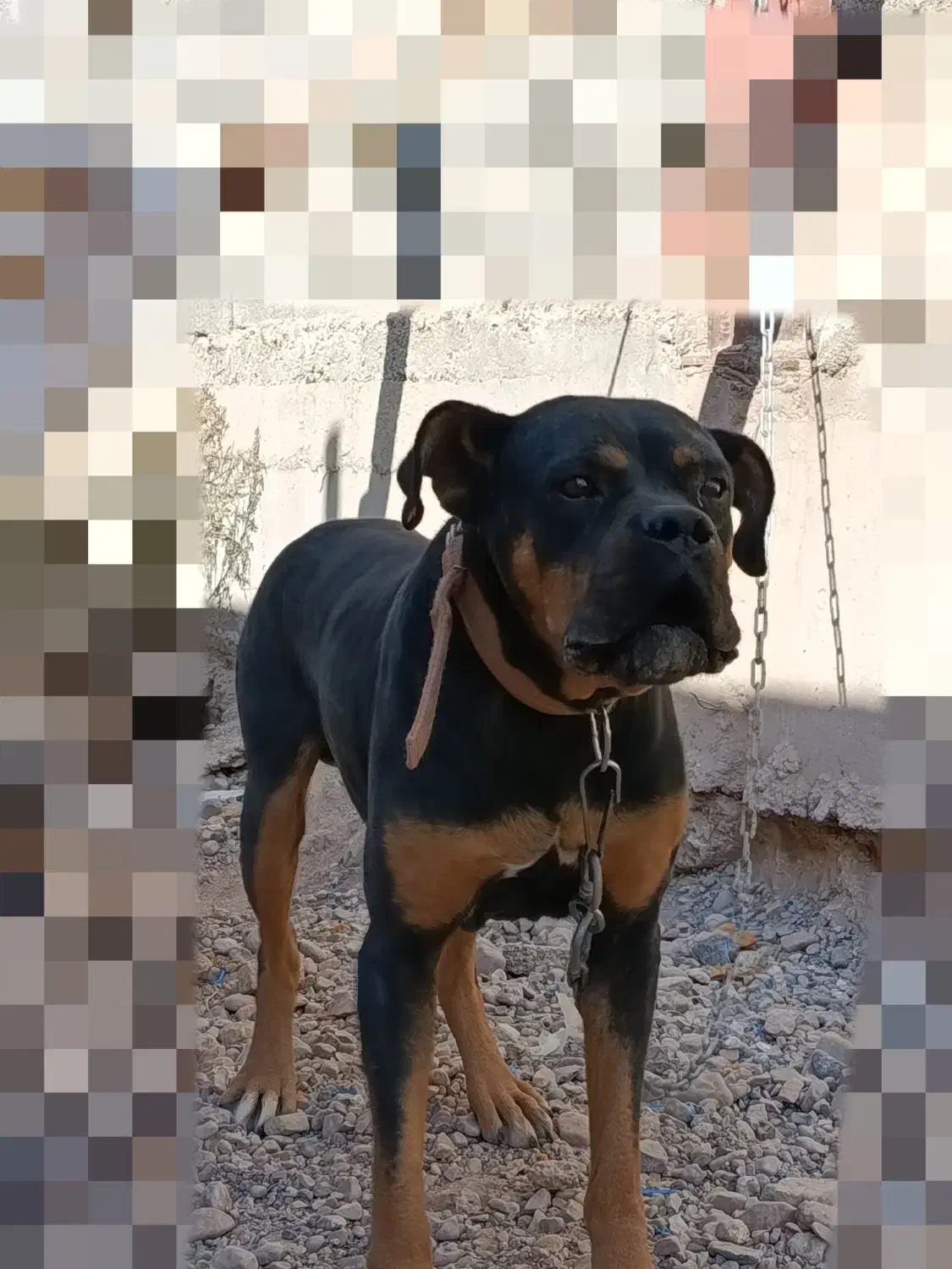 واگذاری سگ روتوایلر|سگ|کرمان, |دیوار