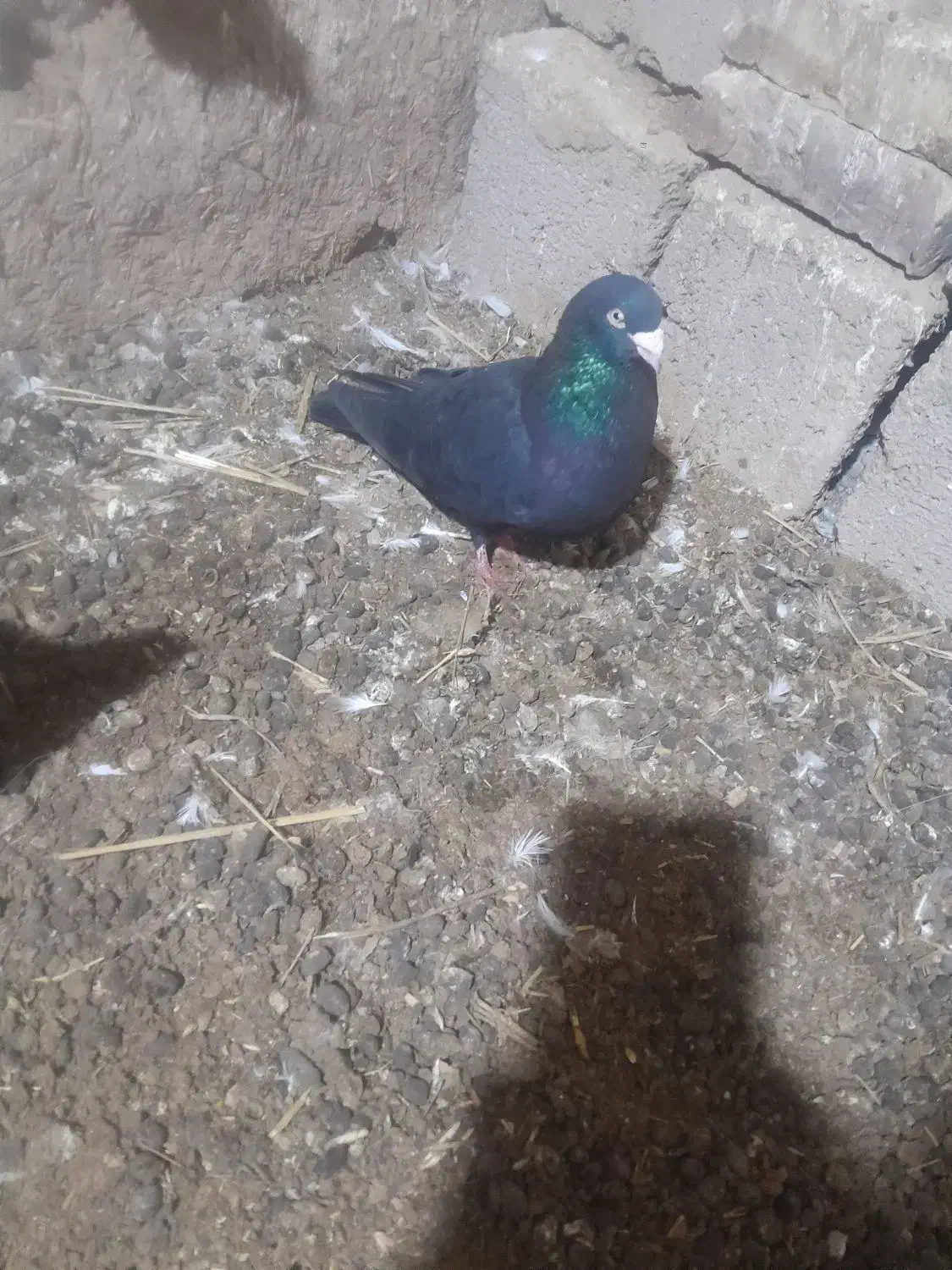 کبوتر|پرنده|شوط, |دیوار