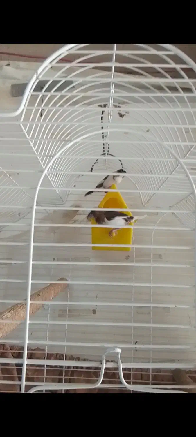 فنچ بنگالی|پرنده|فردیس, شهرک شهید حسینی|دیوار