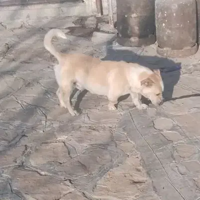 سگ گربه بقلمون کفتر|حیوانات|مشهد, نوچاه|دیوار