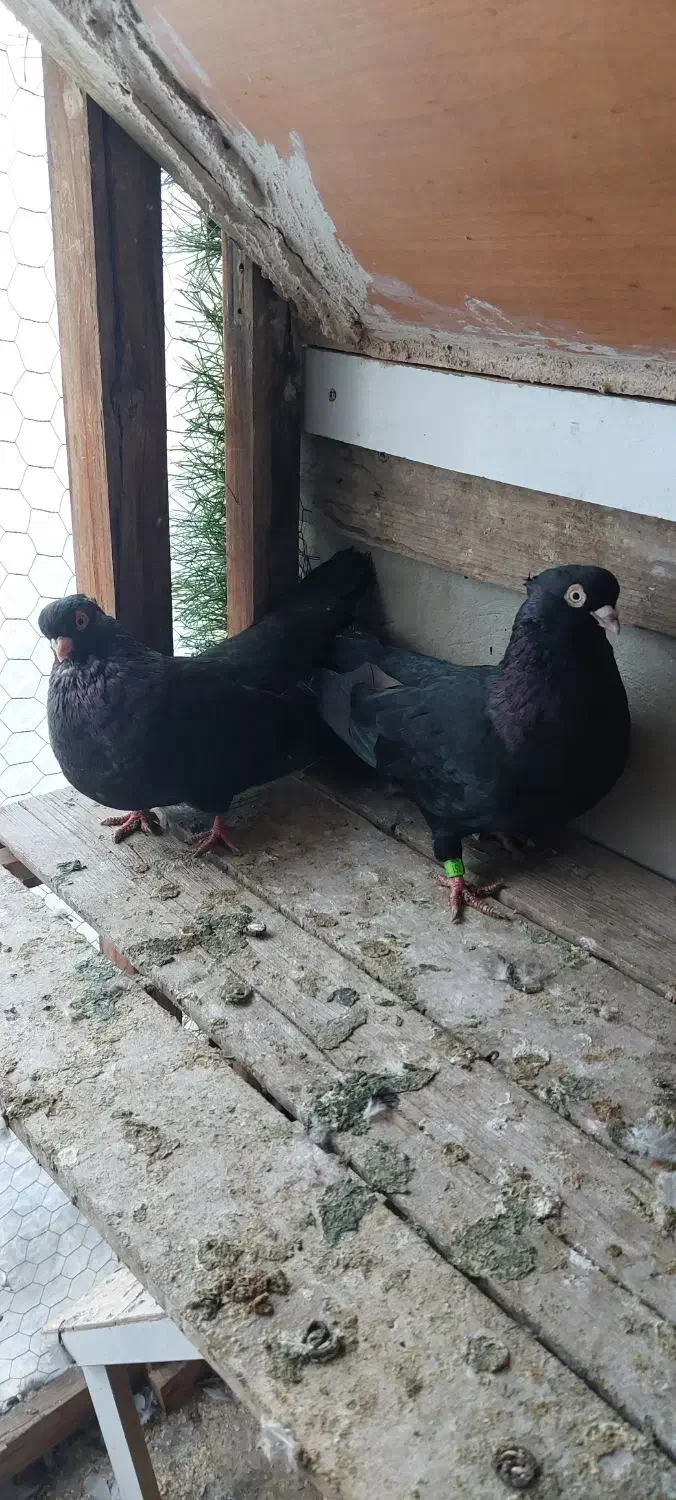 جفت زاغ صرب اتریش|پرنده|اصفهان, چشمه باقرخان|دیوار