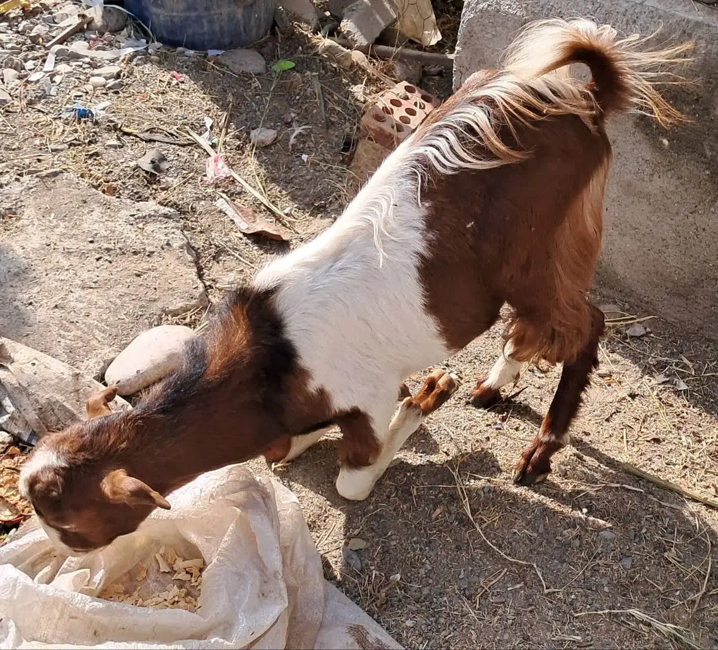 فروش فوری نری و چپشت|حیوانات مزرعه|رودان, |دیوار