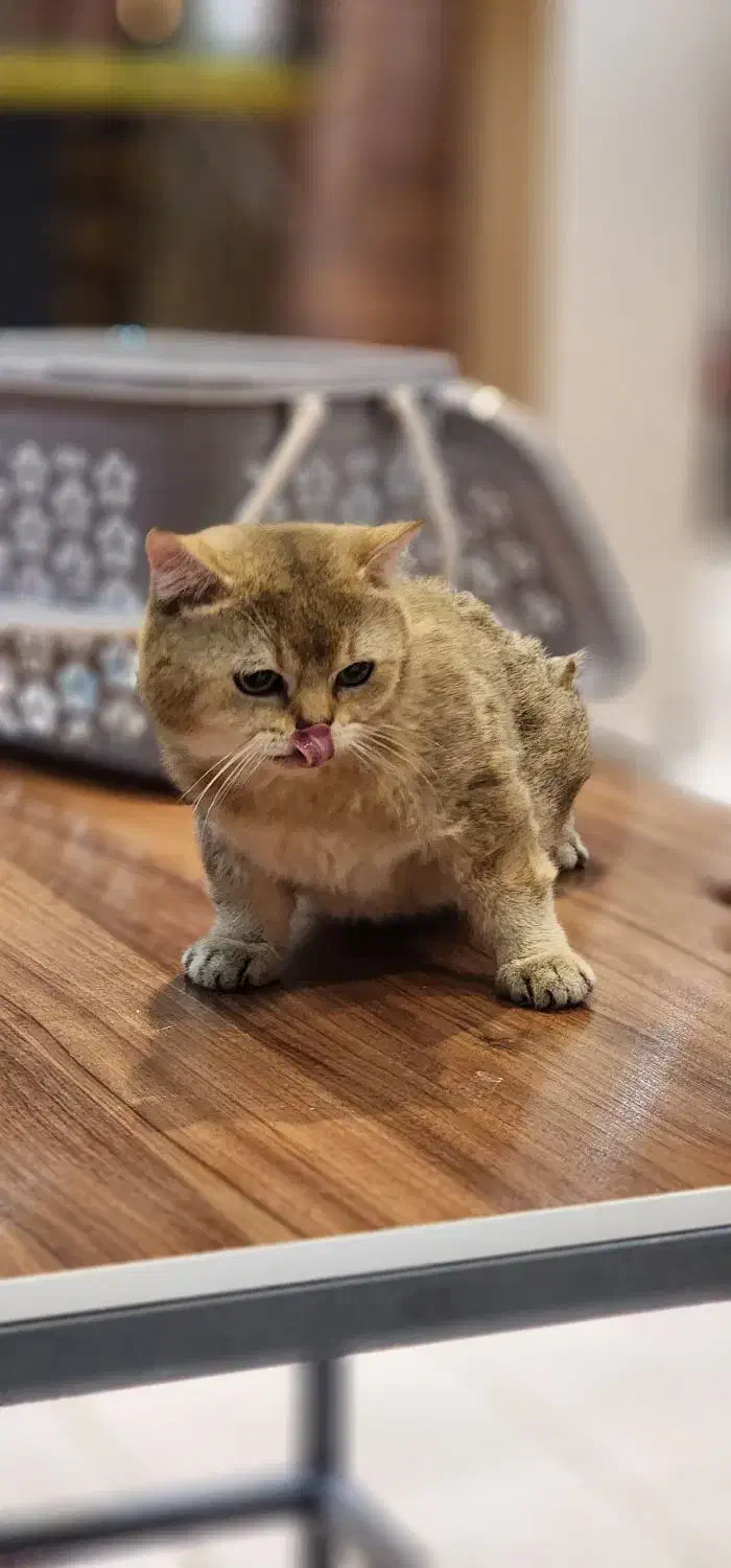 گربه|گربه|شیراز, دباغ خانه|دیوار