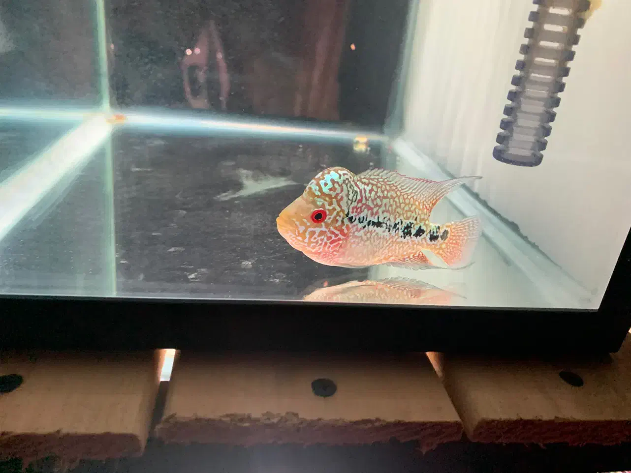 فلاور کامفا f2|ماهی|تهران, فلسطین (میدان انقلاب)|دیوار