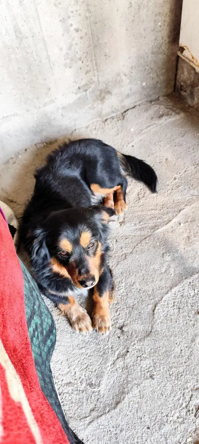 سگ گمشده|سگ|مشهد, عامل|دیوار