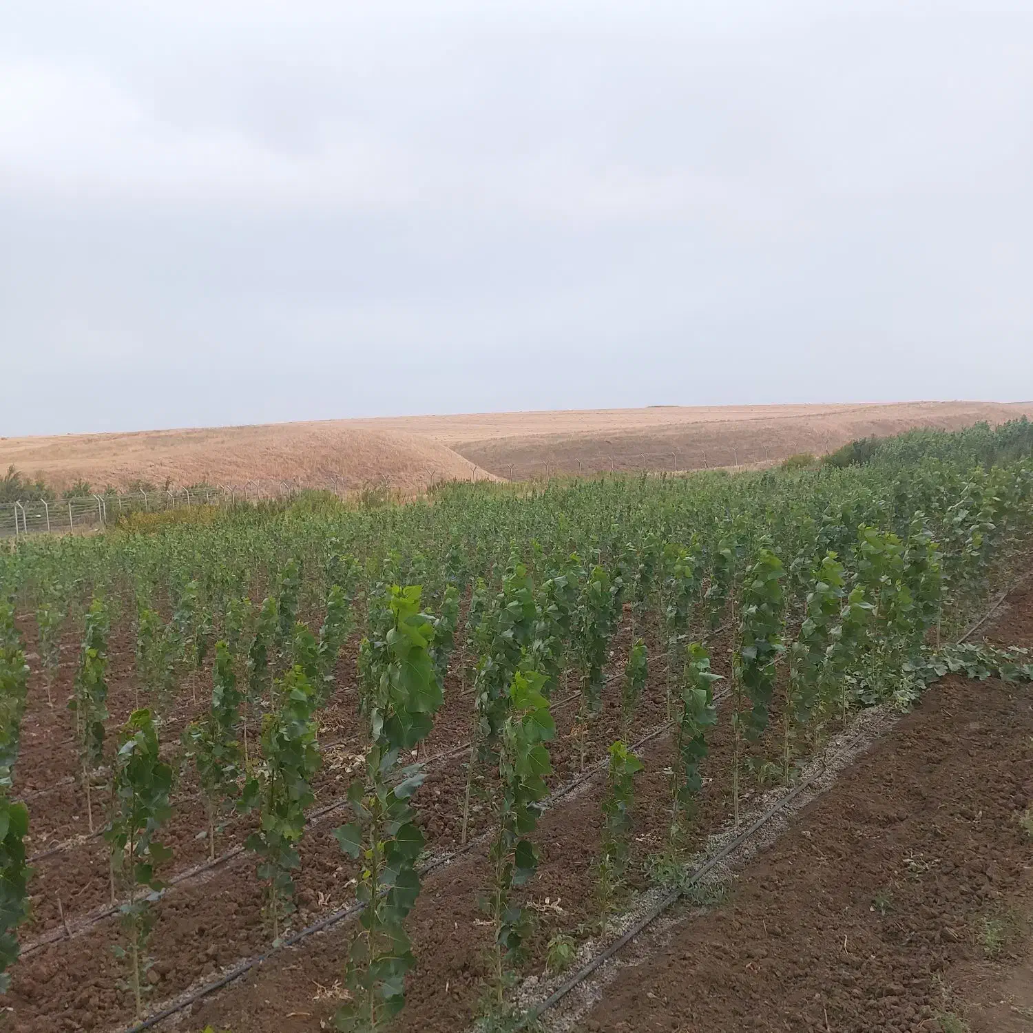 نهال مستقیم از نهالستان|خدمات باغبانی و درختکاری|بیله سوار, |دیوار