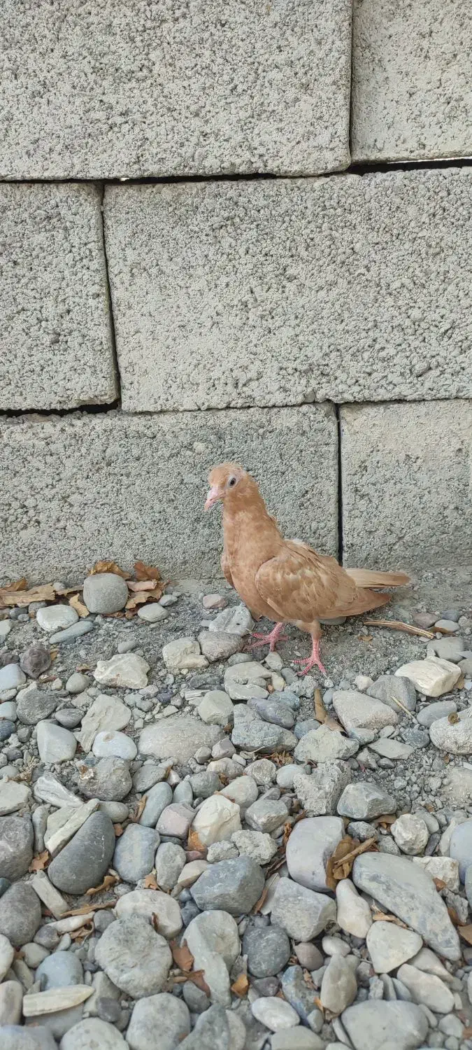 جوجه درجای زرد|پرنده|میناب, |دیوار