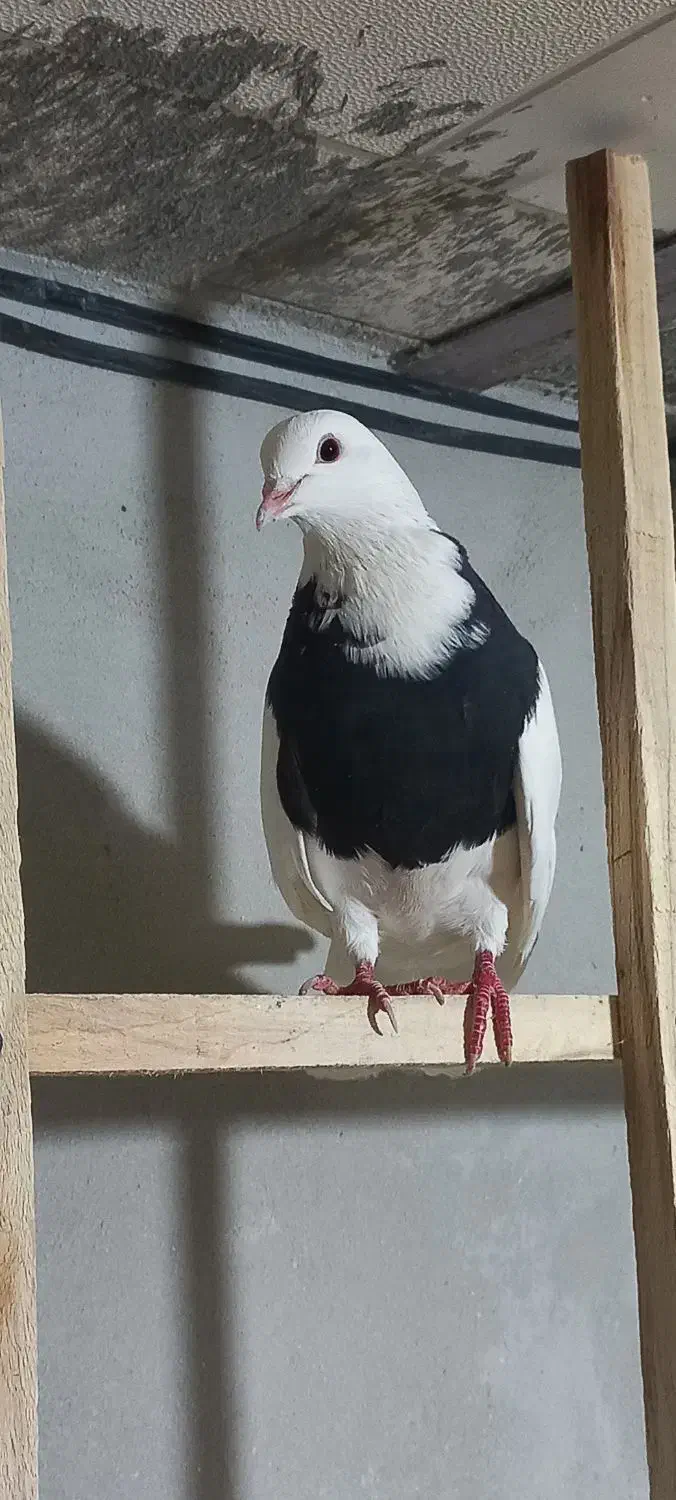 یک جفت طوقی|پرنده|رزن, |دیوار