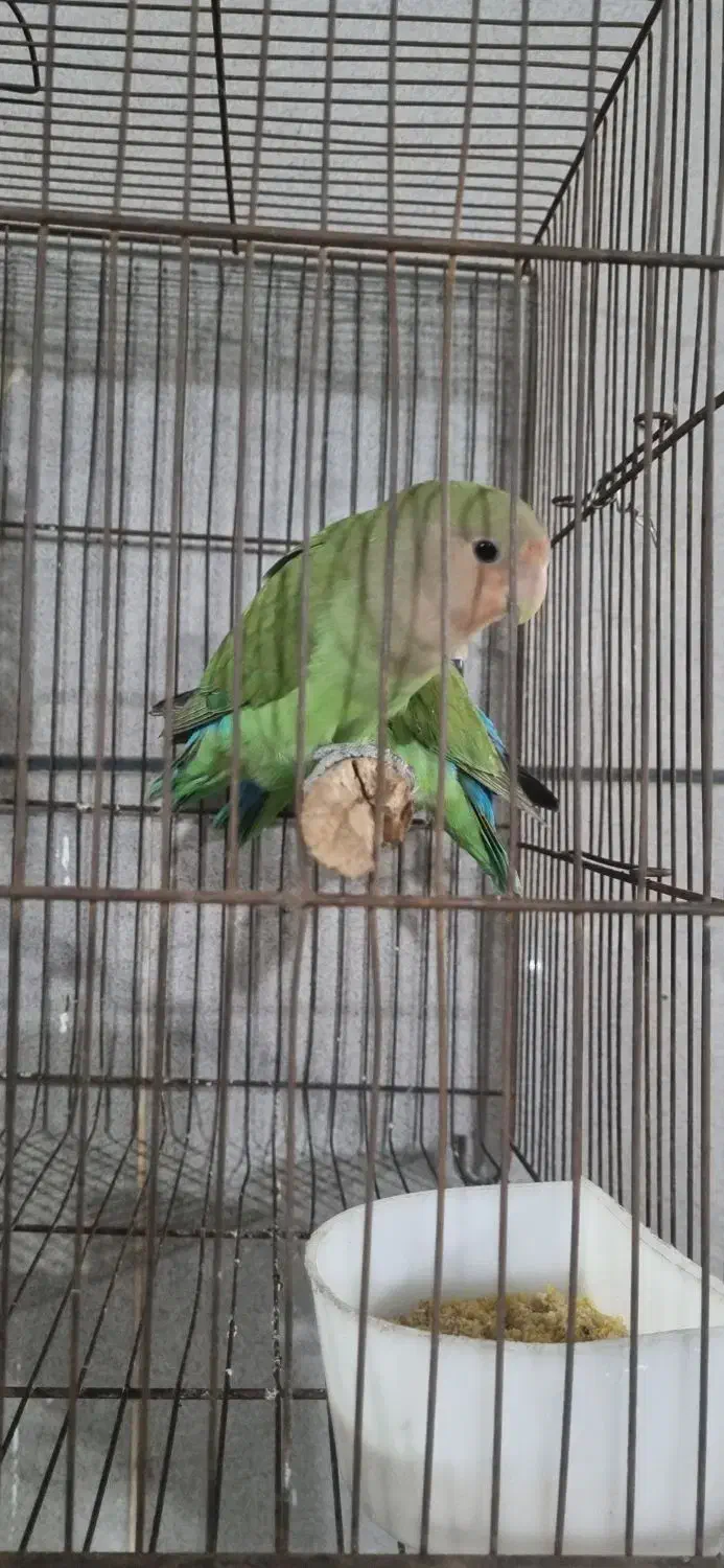 جفت طوطی برزیلی|پرنده|اهواز, کوی بشارت|دیوار