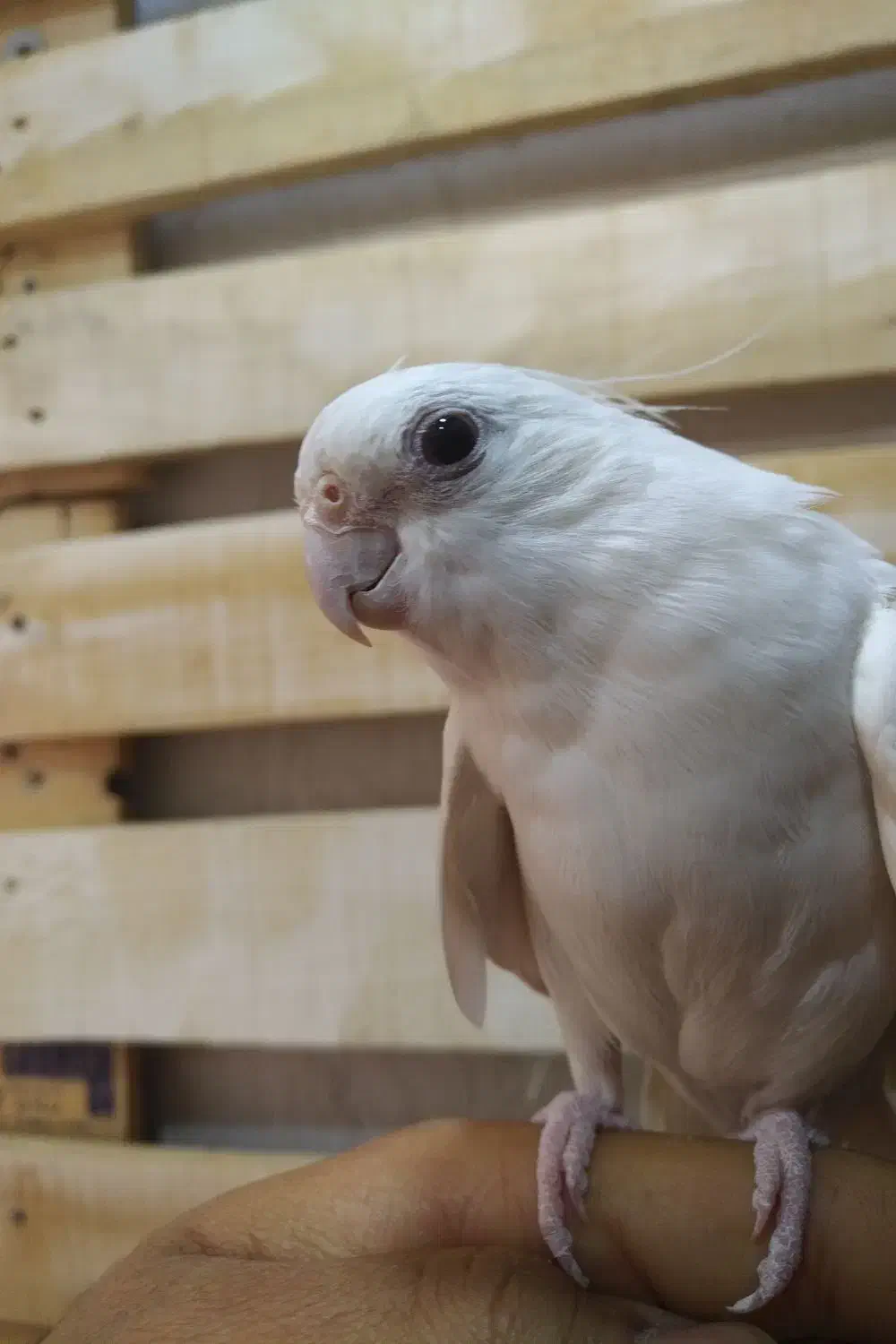 عروس هلندی نر آلبینو|پرنده|آران و بیدگل, |دیوار