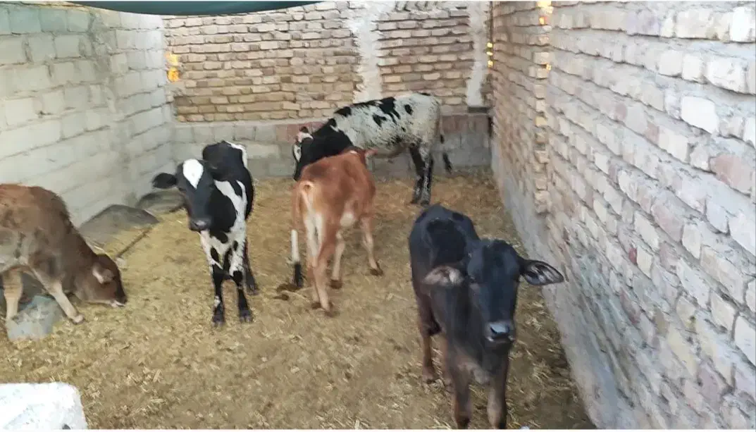 فروش انواع گاو و گوساله|حیوانات مزرعه|کرمان, |دیوار