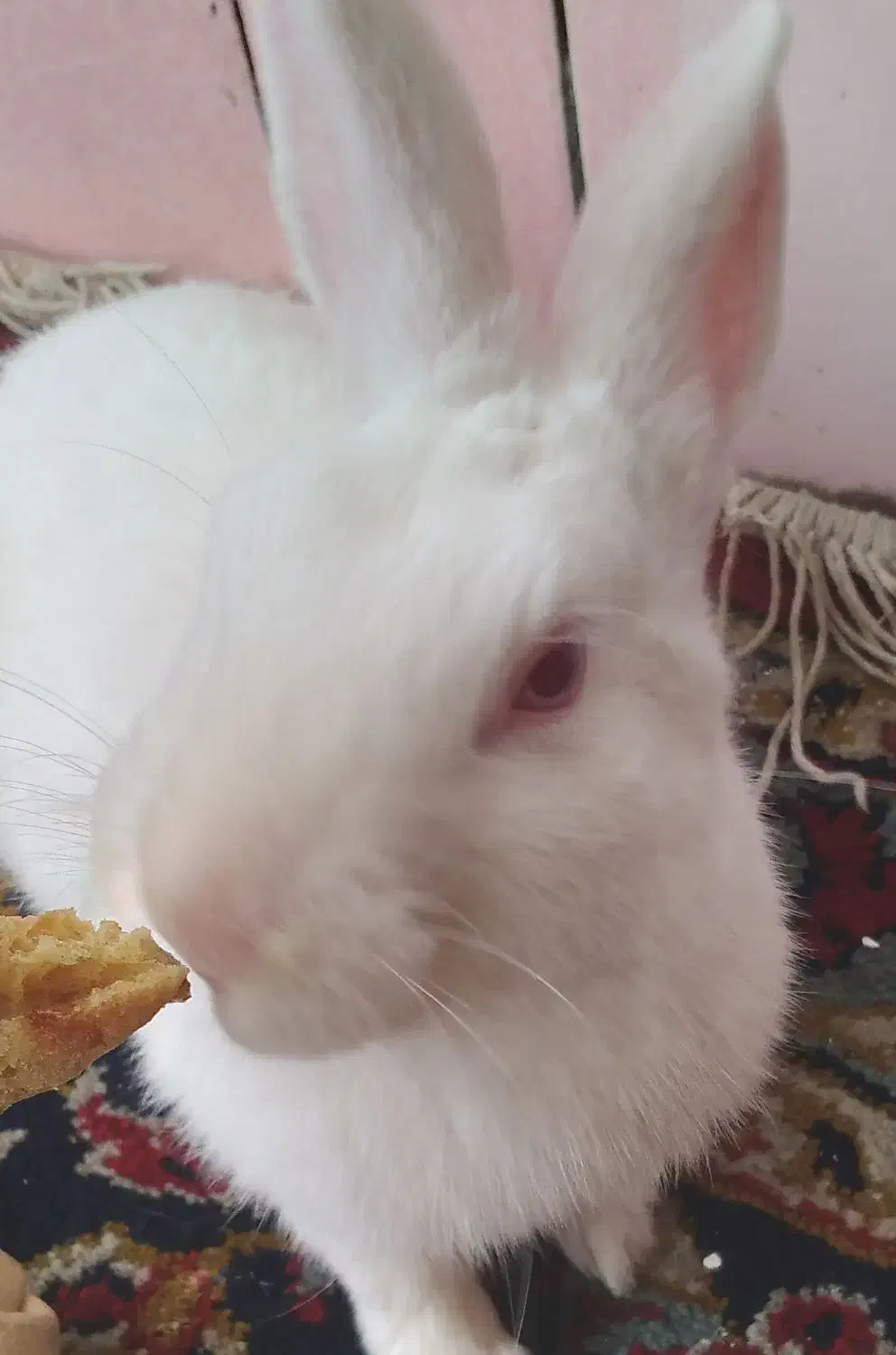 حیوان خانگی خرگوش|موش و خرگوش|رفسنجان, |دیوار