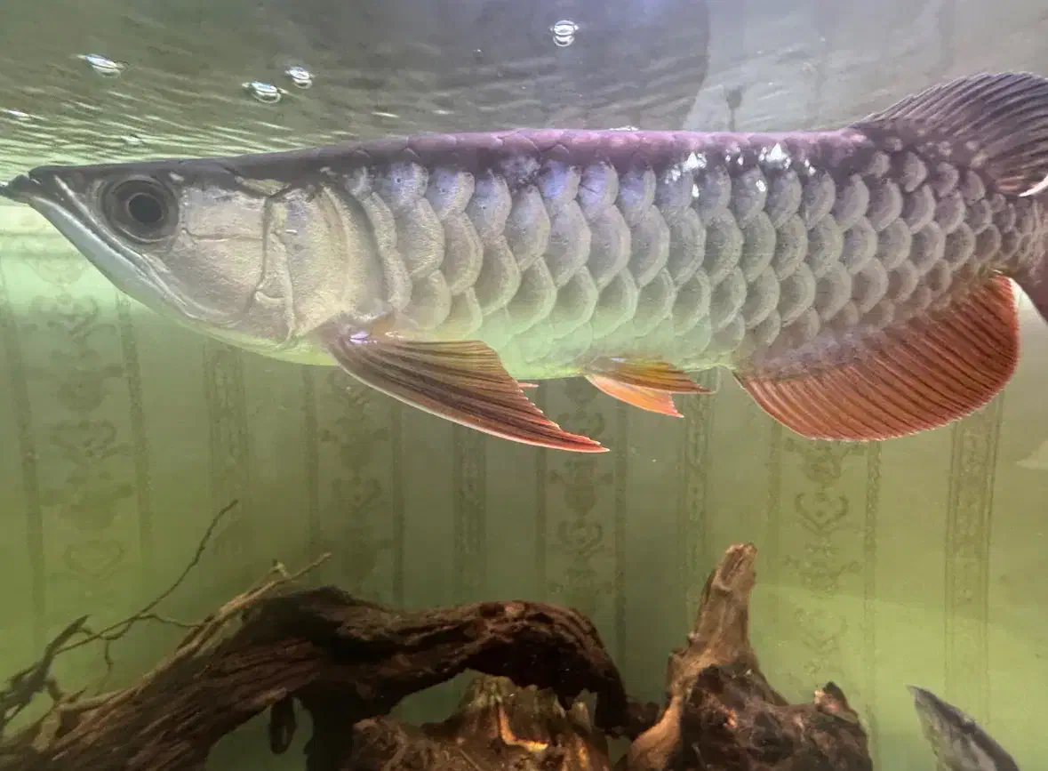 اروانا کراسبک بلک بلوبیس|ماهی|تهران, نیروی هوایی (پیروزی)|دیوار