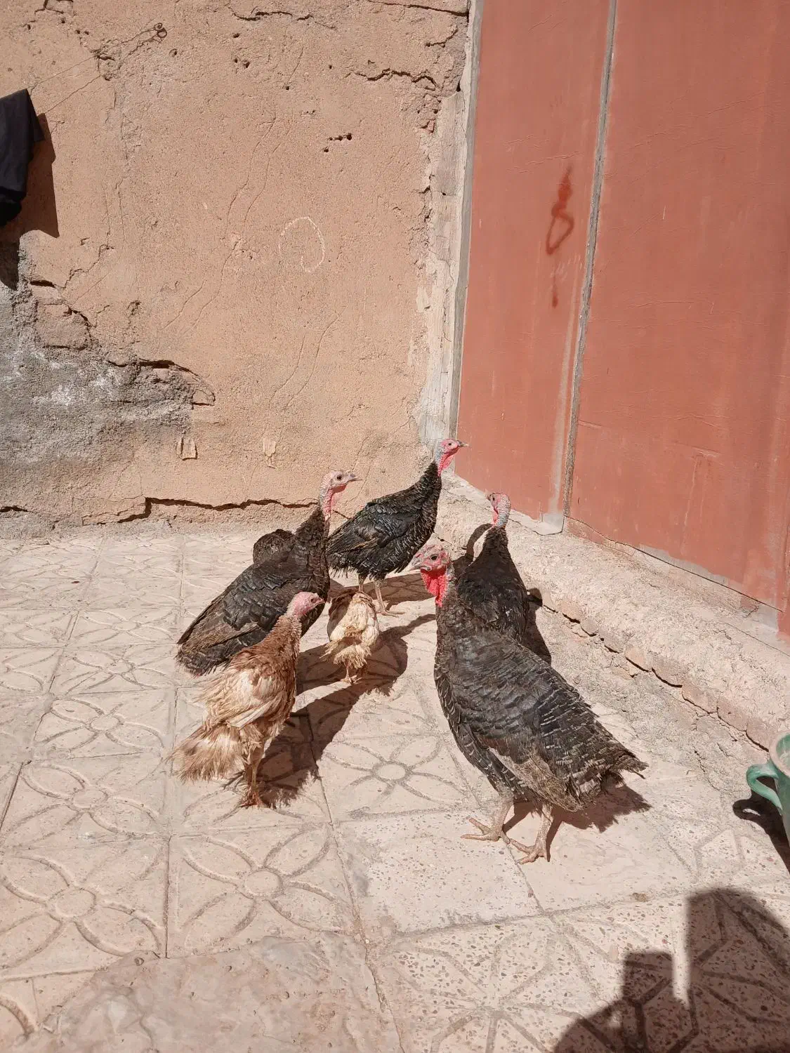 بوقلمون چهار عدد|حیوانات مزرعه|کوهدشت, |دیوار