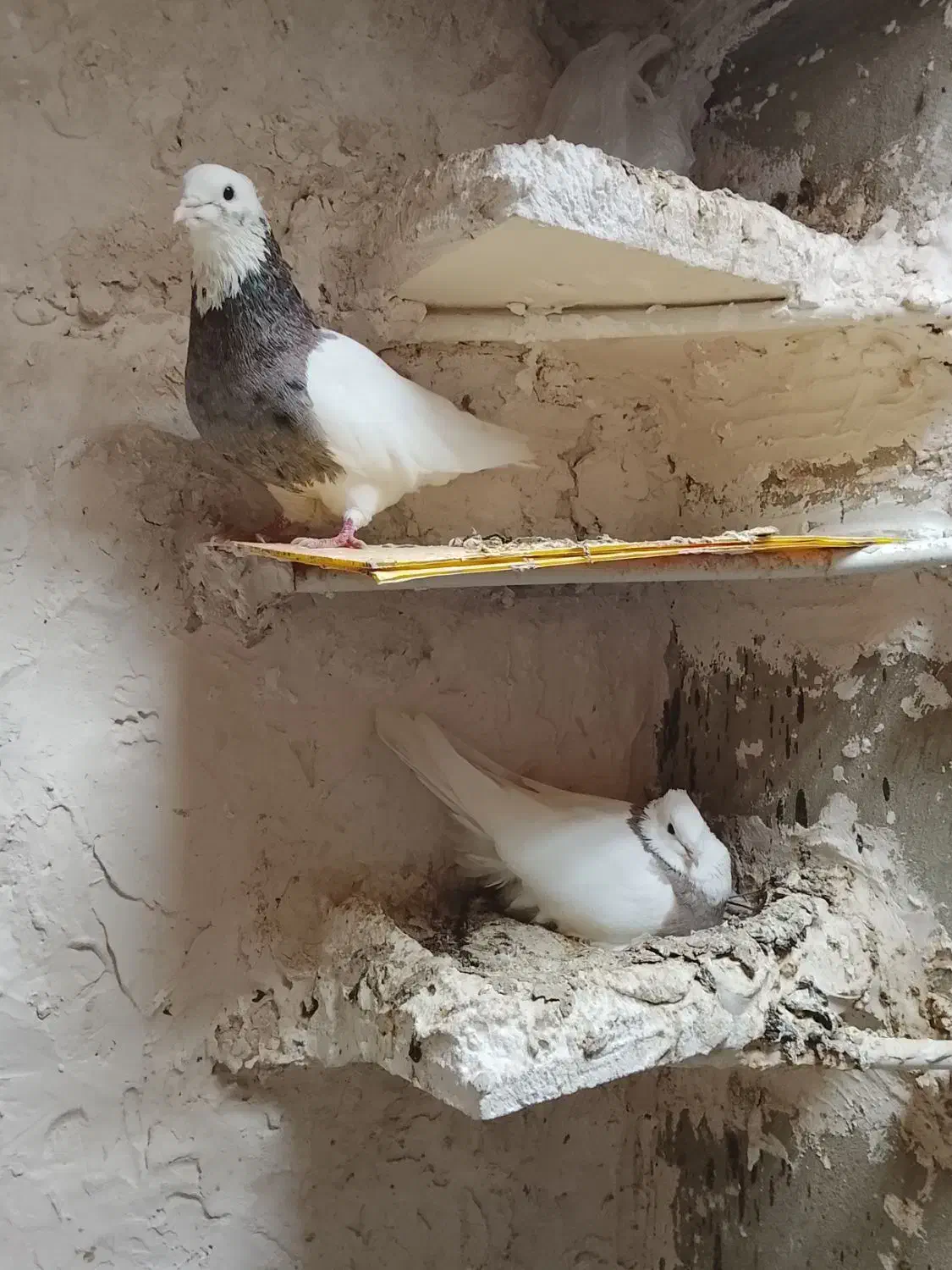 کبوتر طوقی|پرنده|کنگاور, |دیوار