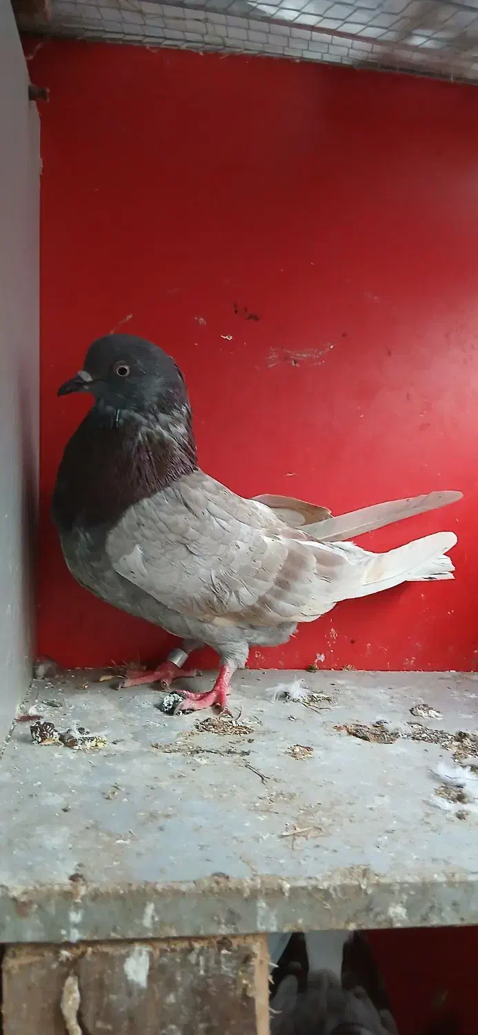 کبوتر|پرنده|سنگر, |دیوار