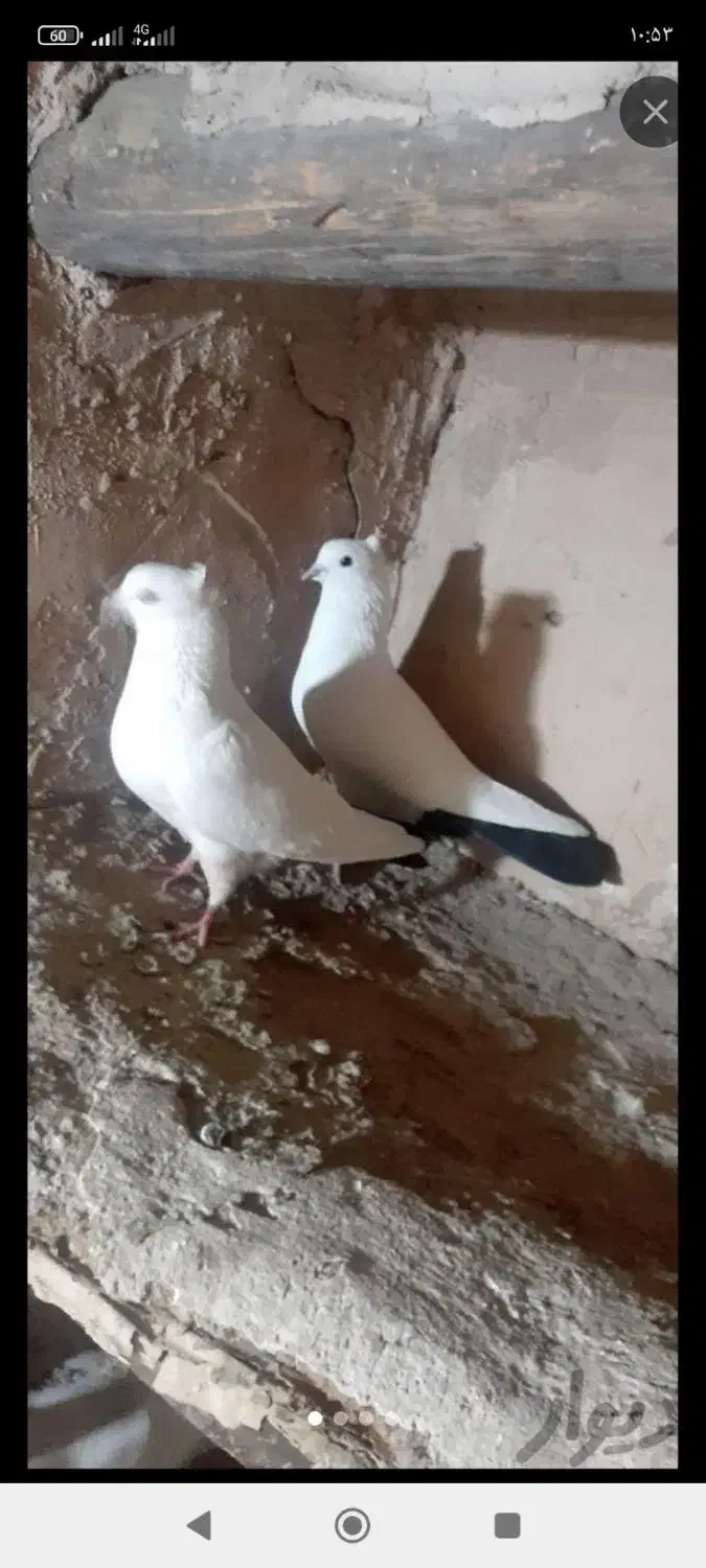 کبوتر|پرنده|سریش آباد, |دیوار