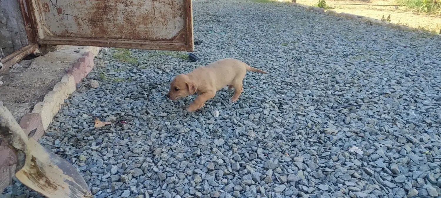 واگذاری توله های گریت دین|سگ|بوکان, |دیوار